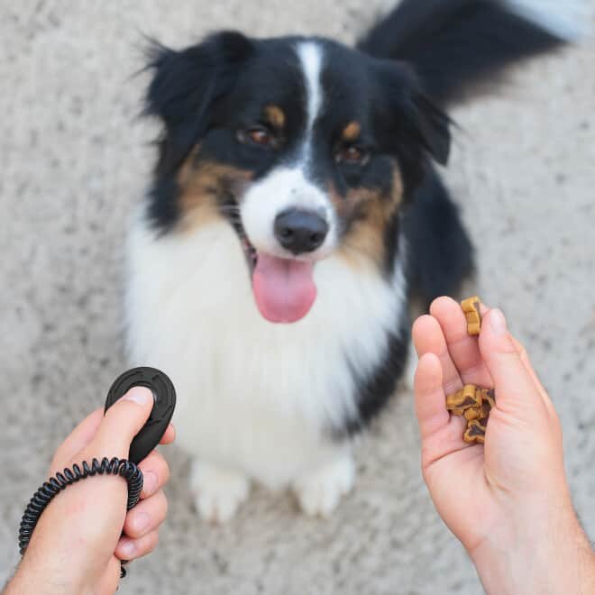 PuppyBark image